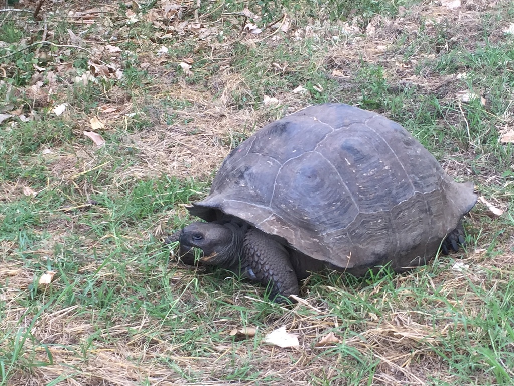 Western Santa Cruz Giant Tortoise in April 2019 by Eliezer Nieves ...