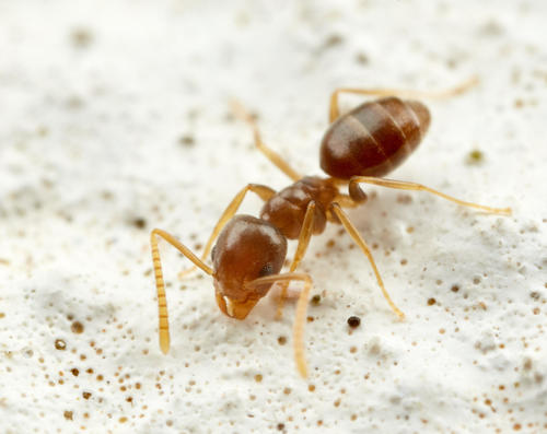 Tapinoma albinaseTapinoma albinase