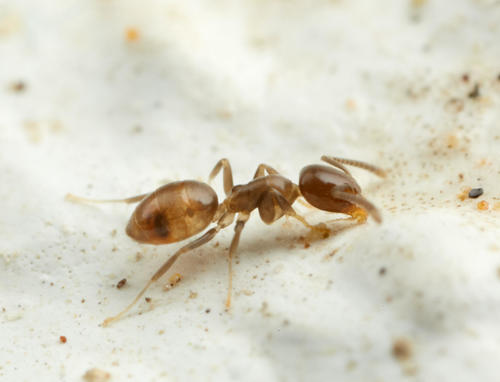 Tapinoma danitschiTapinoma danitschi