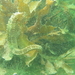 Observation photo