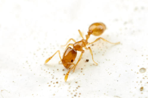 Monomorium fastidiumMonomorium fastidium