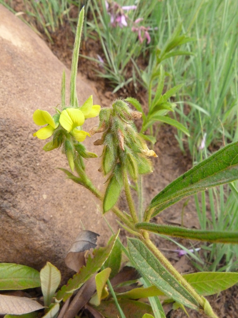 Sand Peas from Ehlanzeni, South Africa on October 18, 2011 at 0424 PM by Warren McCleland