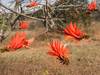 Common Coral Tree - Photo (c) Warren McCleland, all rights reserved, uploaded by Warren McCleland