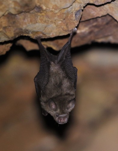 Narrow-eared Roundleaf Bat (Hipposideros stenotis) — Vulnerable Mammalia