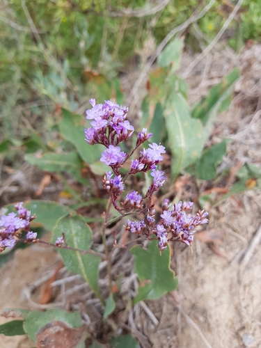 Limonium Maritimum · Inaturalist