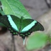 Papilio daedalus - Photo (c) Michaela S. Webb, todos los derechos reservados, subido por Michaela S. Webb