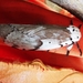 Lymantria plumbalis - Photo (c) Cheryl Stinchcomb, all rights reserved, uploaded by Cheryl Stinchcomb