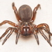Spiny Trapdoor Spiders - Photo (c) Ethan Yeoman, all rights reserved, uploaded by Ethan Yeoman
