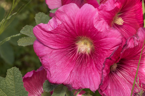 Hollyhock