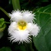 Gesneriaceae - Photo (c) Daniel A. Monsalve Ortiz, כל הזכויות שמורות, הועלה על ידי Daniel A. Monsalve Ortiz