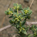 Euphorbia falcata - Photo (c) Konstantinos Kalaentzis, todos los derechos reservados, subido por Konstantinos Kalaentzis
