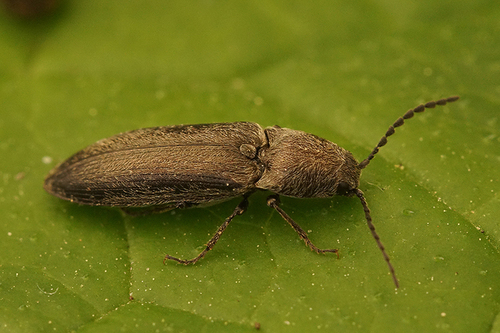 Gluosninis Spragšis nuotrauka