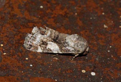 Acontia wallengreni