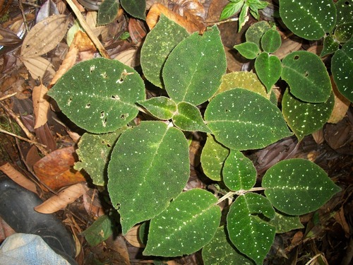 Drymonia droseroides image