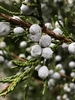 Eastern Redcedar - Photo (c) James Scarpelos, all rights reserved