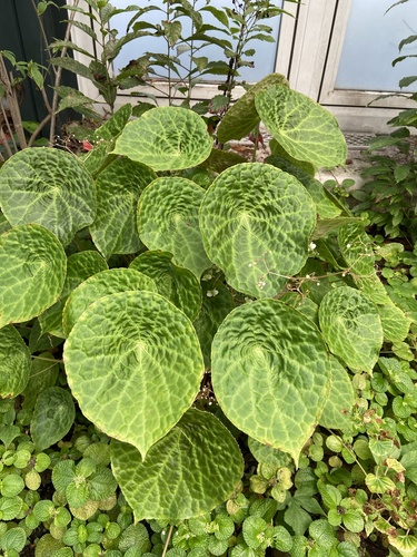 Begonia phuthoensis