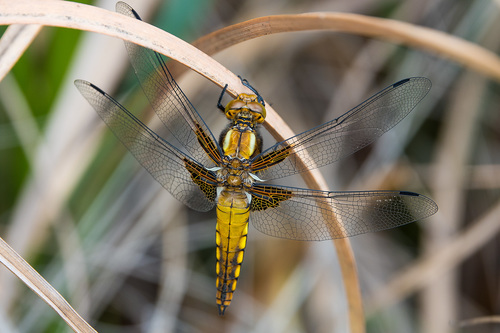 Libellula depressa