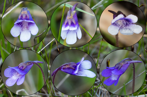 Pinguicula vulgaris bicolor