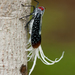 Red-dotted Planthopper - Photo (c) andriusp, all rights reserved, uploaded by andriusp