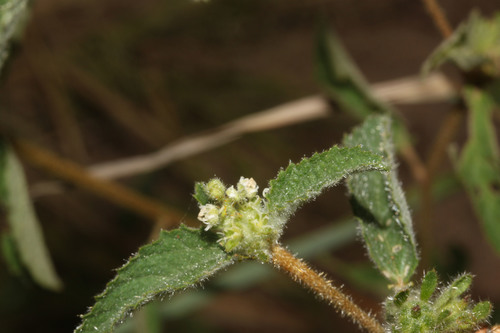Croton aberrans
