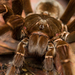 Theraphosidae - Photo (c) andriusp, όλα τα δικαιώματα διατηρούνται, uploaded by andriusp