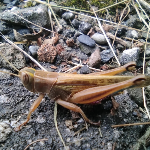 Plavonogi uplakani skakavac (Eyprepocnemis plorans)