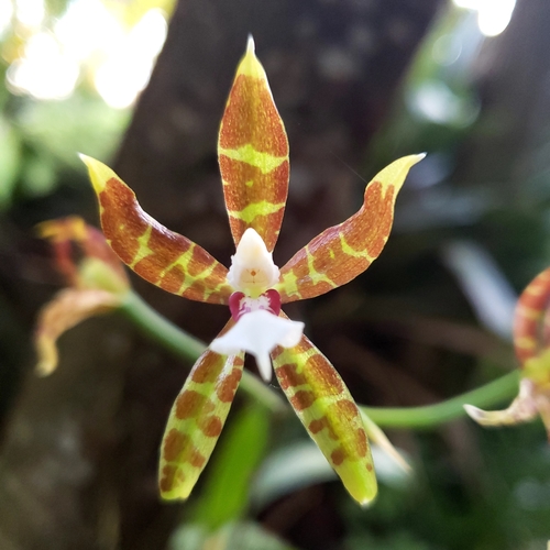 Stenoglossum Orchid