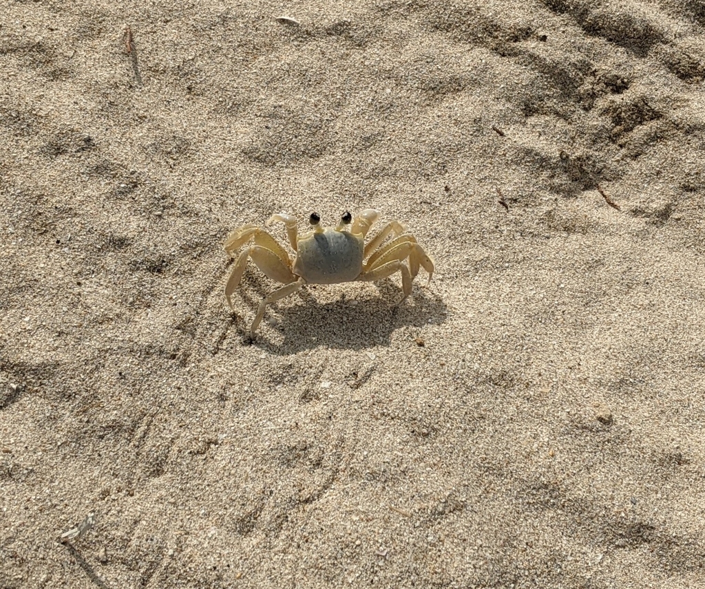 Atlantic Ghost Crab