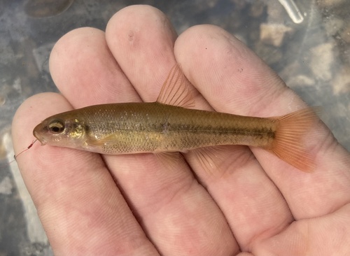 Cutlip Minnow