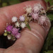 Trichogonia salviifolia - Photo (c) Ruth Ripley, todos los derechos reservados, subido por Ruth Ripley