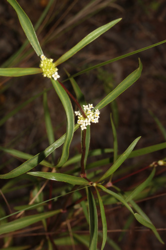 Mitracarpus bicrucis