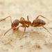 Argentine Ant - Photo (c) Philip Herbst, all rights reserved, uploaded by Philip Herbst