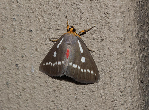 Calesia zambesita