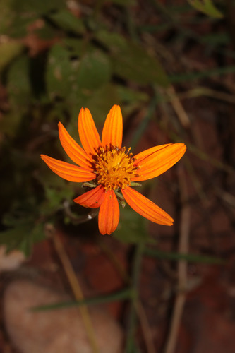 ridge beggartick (Bidens gardneri)