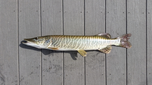 Tiger Muskellunge