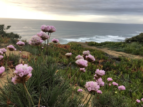 Armeria pungens · iNaturalist