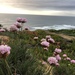 Armeria pungens - Photo (c) Henrique Fonseca, all rights reserved, uploaded by Henrique Fonseca