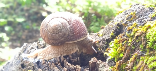 Humboldtiana queretaroana