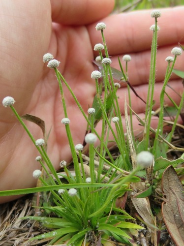 Small's bogbutton (Lachnocaulon minus)