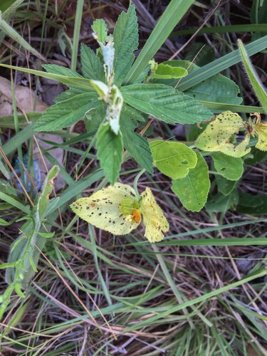 Dalechampia adscendens