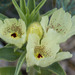Mohavea confertiflora - Photo (c) BJ Stacey, todos los derechos reservados