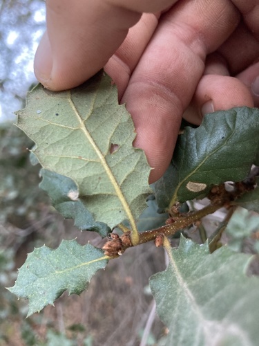 Ewan's Oak