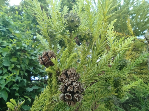Četinjače (Pinopsida)