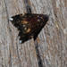 Ozarba acclivis - Photo (c) Wolf-Achim and Hanna Roland, όλα τα δικαιώματα διατηρούνται, uploaded by Wolf-Achim and Hanna Roland