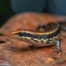 Brown Forest Skink - Photo (c) Laurent Hesemans, all rights reserved, uploaded by Laurent Hesemans