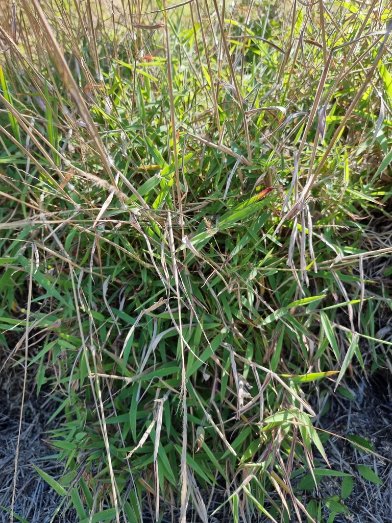 Molasses Grass from Burleigh Heads QLD 4220, Australia on October 03