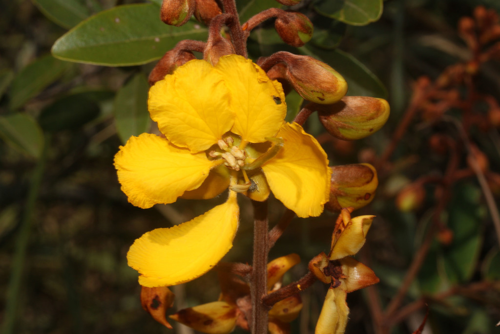 Senna velutina