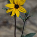 Showy Sunflower - Photo (c) BJ Stacey, all rights reserved