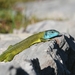 Western Green Lizard - Photo (c) Paolo Refolo, all rights reserved, uploaded by Paolo Refolo