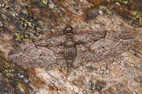 Eupithecia oxycedrata (Rambur, 1833)